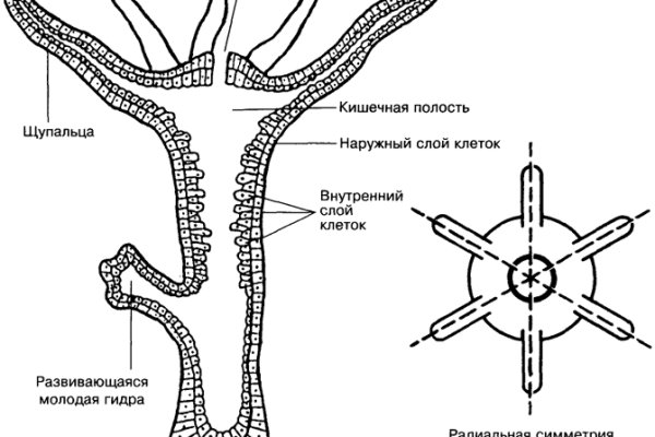 Как найти настоящую кракен даркнет ссылку